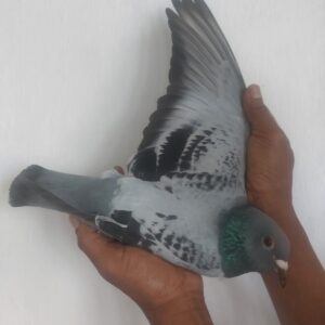 LOT 41: ZA 1229 BORD 2024 (H) - ENTERED BY: HENCKE ACKERMAN