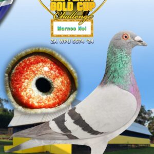 LOT 4: ZA WPU 24 5674 - ENTERED BY: Marnes Nel - Bred out of a full sister of the super ace winner Love 3, now named Victory Love, 1st super ace and 4th grand averages out of about 9000 pigeons that started that season. father cross Mark Kitchenbrand with my family. - SEE PEDIGREE !!!