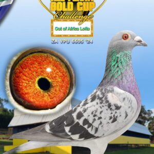 LOT 3: ZA VPU 24 6605 - ENTERED BY: Out of Africa Lofts - THE SIRE: BRED BACK TO THE LEGENDARY "SUPERBREEDER 810" - A PROVEN BREEDER FOR OOA LOFTS - THE DAM: "QUATRO KITTEL" - DOUBLE GRANDCHILD TO THE NESTMATE SISTER TO "CHRISTIANO" ALSO GRANDCHILD TO PIPA BREEDING BELG 402429-18 ONE OF THE BEST PROVEN BREEDING SONS OF "BEST KITTEL" IN THE WORLD - SEE PEDIGREE - THIS IS SUPER OLR GENETICS !!!