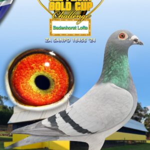 LOT 5: ZA SANPO 24 18456 - ENTERED BY: Badenhorst Lofts - half sibling on sire side to 4th Dinokeng Barzalona race. dam is bred from our best tom lock x 810 lines. - THE SIRE: Strain: Dirk Van Den Bulck Color: Blue Bar W/F sire to Dinokeng 4th place in the Barzalona race first year in stock 2022. sire to 16th Bloem Carnival lofts 2023, 46th on tough final race and 14th ace bird. this cock is a super bred bird out of Alwyn Besters Kittel collection. - THE DAM: Strain: Lock X 810 Color: BB super hen - SEE PEDIGREE !!!