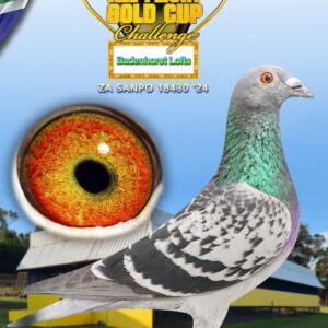 LOT 1: ZA SANPO 24 18430 - ENTERED BY: Badenhorst Lofts - Inbred Tom Lock with a touch of 06980 super breeder. This bird should become a super stock pigeon. This pigeons sire and dam is bred from Sonic 2nd Dinokeng, Moneymakers daughter, 652 super breeder, royal star 4th dinokeng. - SEE PEDIGREE !!!