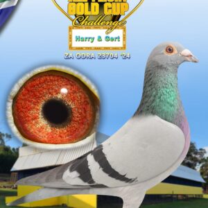 LOT 13: ZA ODRA 24 23704 - ENTERED BY: Harry & Gert - THE SIRE: DIRK VD BULCK - LEO HERMAN - THE DAM: KOOPMAN KANIBAAL X BIRDY ZANDER - SEE PEDIGREE !!!