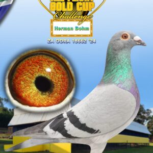 LOT 12: ZA ODRA 24 18662 - ENTERED BY: Herman Bohm - THE SIRE: SOME OF THE BEST WEBSTER BLOOD IN THIS PIGEON. HALF SIBLING OF 5208 WYNL 23 UNOFFICIAL 2ND ACE CAPE TOWN INTERNATIONAL ONE LOFT PRICE FOR 36TH PIGEON IN CARNIVAL WINTER 23 FINAL WON BY HERMAN BOHM - THE DAM: BRED FROM THE VERY BEST OLR GENETICS - SEE PEDIGREE !!!