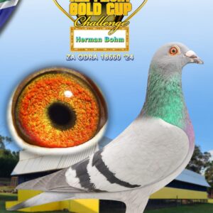 LOT 8: ZA ODRA 24 18660 - ENTERED BY: Herman Bohm - THE SIRE: STRAIN: BOSHOFF - BRED FROM THE VERY BEST "SUNNY GOLD" "TOM LOCK" GENETICS !!! - SEE PEDIGREE !!!