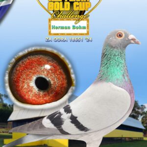 LOT 11: ZA ODRA 24 18651 - ENTERED BY: Herman Bohm - SEE PEDIGREE - BRED FROM THE VERY BEST OLR GENETICS - THIS IS A SUPER BRED PIGEON !!!