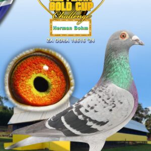 LOT 14: ZA ODRA 24 18616 - ENTERED BY: Herman Bohm - THE SIRE: STRAIN: BEST KITTEL - THE DAM: BRED BACK TO ZA MOUN 943 `20 - MOUNTAIN LOFTS BRED BY FERDIE LUBBE RACER IN MY LOFT - SEE PEDIGREE !!!