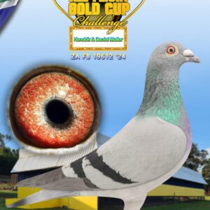 LOT 18: ZA FB 24 19612 - ENTERED BY: Hendrik & Daniel Moller - THE SIRE: Father of 66th FINAL Dinokeng Loft 2025!! Full brother to "VICKY" - 2e ACE, 2e FINAL and 1e Knockout Allflight Carnival One Loft!! Full brother to "VICTO" - 1e,1e,2e,12e,14e,21e,61e DIAZ One Loft!! Full brother to "VINCHIA" - 4e Matjiesfontein, 1e Open pigeon 700km Central Provincial Loft!! - THE DAM: 68e Hotspot 5 SAMDPR 2019!! 48e Final SAMDPR 2019!! Only raced the last two Races! Exeptional pigeon with a fantastic genetic package. - SEE PEDIGREE !!!