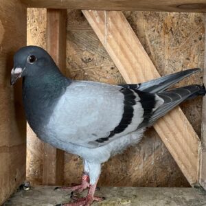 LOT 1: ZA 209003 – 25 - Bred from the best in Fouche Kartel Loft mated to Alwyn Bester’s Kittel and inbred Turbo Tom’s. - THE SIRE: NRHU 421 – 19 “Fouche” Brother of NRHU 823. 1 st ACE KLUB 1 st ACE NRHU WEST FED 2 nd ACE NRHU UNION 2 nd ACE WCPTA 2 nd ACE WCPTA SHORT NRHU 823 is currently our best hen in our Loft. Bred ACE bird in Velddrif Club 2025. Her daughter bred a NRHU Union Winner for William Wyngaardt in 2025. - THE DAM: ABL 1341 – 24 Bought from Alwyn Bester. From the best Dirk V/D Bulck * Sangers and Turbo Tom bloodlines. - SEE PEDIGREE - THIS IS SUPER !!!