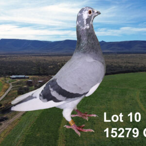 LOT 10: ZA 17 OP 15279 (H) - ALIAS: WITKOPPIE. TELER : VINK VENTER. - SEE PEDIGREE !!!