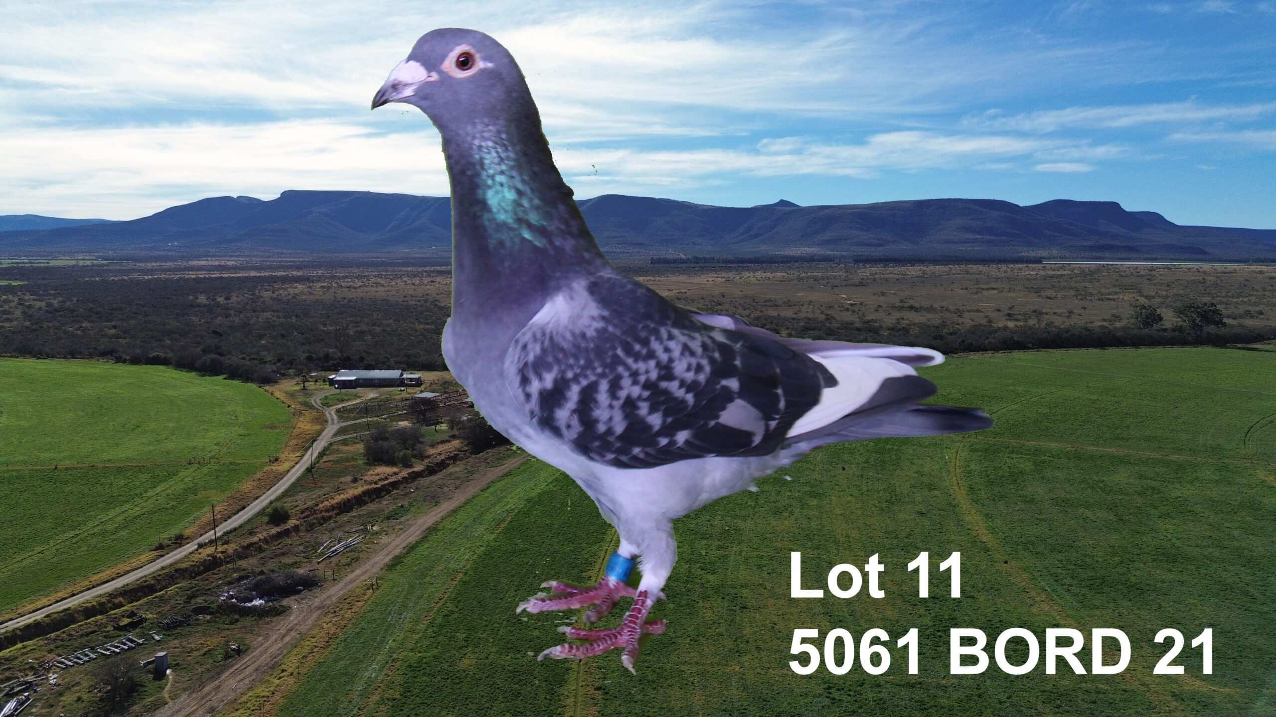 LOT 11: ZA 21 BORD 5061 (H) - TELER : TIAAN LANDMAN. - SEE PEDIGREE ...