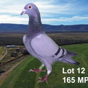 LOT 12: ZA 18 MPET 165 (H) - TELER : COENIE BASSON. - BRED FROM THE VERY BEST OLR GENETICS - AFRIKAPRO ENTRANT 2022 - THE SIRE: GCHILD OF "ARMANDO" MOST EXPENSIVE PIGEON EVER SOLD - THIS IS SUPER - EE PEDIGREE !!!