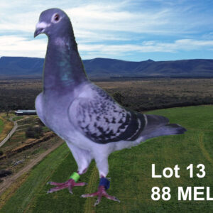 LOT 13: ZA 23 MELK 88 (H) - THE SIRE: ALIAS : OUMAN LUDO. - THE DAM: TIAAN LANDMAN SE KARWENNER - SEE PEDIGREE !!!