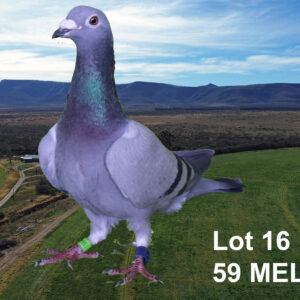 LOT 16: ZA 23 MELK 59 (H) - THE SIRE: TELER : ANTON SCHONKEN. CRADOCK STRAIN "ARMANDO"- THE DAM: TELER : ANTON SCHONKEN. CRADOCK. - SEE PEDIGREE !!!