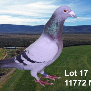 LOT 17: ZA 29 NOK 11772 (C) - STRAIN :NEEF TIAAN LANDMAN. - SEE PEDIGREE !!!