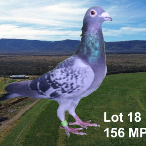 LOT 18: ZA 18 MPET 156 (C) - LUDO VAN COENIE BASSON. - SEE PEDIGREE !!!