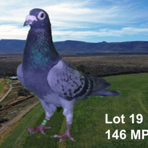 LOT 19: ZA 18 MPET 146 (C) - BREEDER : COENIE BASSON. STRAIN " LUDO/KORTBEK " GETEEL DEUR "COENIE BASSON" VIR MY BROEIHOKKE. - SEE PEDIGREE !!!