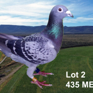 LOT 2: ZA 22 MELK 435 (H) - THE SIRE: GEVLIEG CRADOCK ONE LOFT. - THE DAM: STRAIN : TIAAN LANDMAN. - SEE PEDIGREE !!!