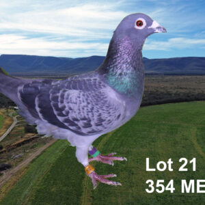 LOT 21: ZA 22 MELK 354 (C) - THE SIRE: ALIAS : OUMAN LUDO. - THE DAM: STAAT MAKER HEN VAN VINK VENTER. - SEE PEDIGREE !!!