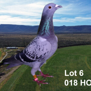 LOT 6: ZA 22 HOBY 018 (H) - THE SIRE: BRED FROM THE VERY BEST GENETICS OF HARDY KRUGER - PROVEN BREEDER - THE DAM: BRED FROM THE VERY BEST INTERNATIONAL GENETICS - SEE PEDIGREE !!!