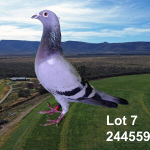 LOT 7: ZA 20 244559 (H) - TIAAN LANDMAN SE KARWENNER - SEE PEDIGREE !!!