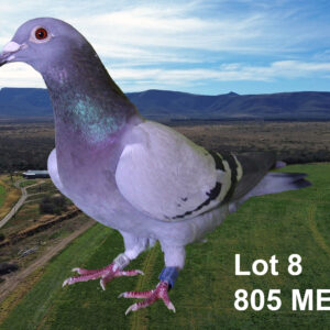 LOT 8: ZA 24 MELK 805 (H) - THE SIRE: TELER : NEEF TIAAN LANDMAN. - THE DAM: STRAIN "GAVIN ROUS" BELGIESE HEN. - SEE PEDIGREE !!!