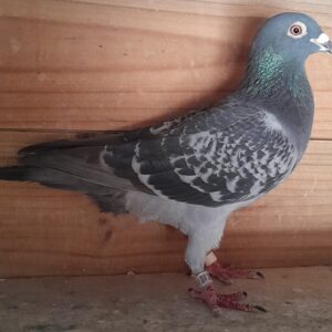 Lot 13: 24 ZA GPU 3692 (C) - Gaddin/ Oswald/ Ganus/ Hebberecht/ Koopman/ Sablon/ Birdy/ Crusson/ Fabry/ Heinz/ Wagner - Lot 13: 24 ZA GPU 3692 (Purchased for Stock, but Not Bred with and Received with a Healed Broken Toe). Bred from the Best Bloodlines of Gigi Gaddin, Georg Oswald, Mike Ganus, Chris Hebberecht, C & G Koopman, De Rauw Sablon, Karl Heinz & Timo Wagner and includes Super Birds like "Old Ring" (Son to "379" {Grandson to "Luke Donald"} x "082" {Inbred Boeing}), "379" (Son to "Union Sale Bird" {Son to "Luke Donald"} x "80" {Soetdoring Lofts Finest}), "Union Sale Bird" (Brother to "Amerios 1" {22nd Final SAMDPR}, Half Brother to "Glenda" {Dam to "Mix" - 1st Final SAMDPR 2018} and Son to "Luke Donald" {3rd Final SAMDPR 2012} x "Laura Howard Margo" - SEE PEDIGREE !!!