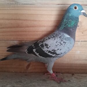 Lot 16: 25 ZA DIAZ 403 (H) - Gaddin/ Crusson/ Fabry/Heinz/ Wagner/ Hebberecht/ Koopman/ Stoll/ Oswald/ Aelbrecht/ Sablon - Lot 16: 25 ZA DIAZ 403 (Purchased for Stock, but Not Bred with). Bred from the Best Bloodlines of Gigi Gaddin, Crusson, Fabry, Karl Heinz, Timo Wagner, Chris Hebberecht, C & G Koopman, Wilhelm Stoll, Georg Oswald, Marcel Aelbrecht & De Rauw Sablon and includes Super Birds like "4150" (Old Ring {Bred in 2020} & Son to "972" {Inbred to Sire of "Mix"} x "Daughter Glenda" {Half-Sister to "Mix" - 1st Final SAMDPR 2018}) - SEE PEDIGREE !!!