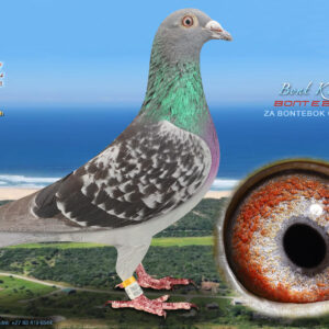 LOT 52: ZA 0113 BONTEBOK 2024 (H) - ENTERED BY: BONTEBOK - THE SIRE: Gebroei uit 747 Van Riel (Jan Jonck) Beste duif suidpad in Nok Unie 2020 - THE DAM: Sy het 3 jaar nok gevlieg ,vinnig en stagig ,15 wedvlugte na mekaar op 1ste jaar . - SEE PEDIGREE !!!