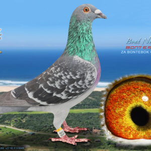 LOT 45: ZA 0208 BONTEBOK 2024 (C) - ENTERED BY: BONTEBOK - 15TH RACE 4 - 10TH RACE 5 - 10TH ACE PIGEON - Die is die hoof cock van Bontebok hokke,hy is die stam vader van al die harde pad duiwe Nok 5475/19 Oakd3064/19 Dapk3942/20Dapk 642/21 Dapk 3299/20 Dapk 463/23 (DIAZ span wennes Op19050/19051 19054) en die oupa van wenduif finaal DIAZ 2023 /12443 ,en Winner flight 21500 Ace 12 en Cape Town International 479 Ace13 .Pa van nesmaats 546/537 Nok /Dapk wenners wedvlug 1 en 3 Diaz 2024 ,oupa van 02 Bontebok wenner van wedvlug 3 Diaz baba wedvlug.Hy is ook oupa van wenduif 2025 CTI finaal ,somer wedvlug .055 Bontebok 24,Pa van wenner Finaal Ou Skuur Hok Za 513 Bontebok 2025. - SEE PEDIGREE !!!