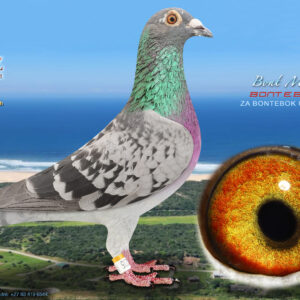 LOT 62: ZA 0235 BONTEBOK 2024 (C) - ENTERED BY: BONTEBOK - Die is die hoof cock van Bontebok hokke,hy is die stam vader van al die harde pad duiwe Nok 5475/19 Oakd3064/19 Dapk3942/20Dapk 642/21 Dapk 3299/20 Dapk 463/23 (DIAZ span wenners Op19050/19051 19054) en die oupa van wenduif finaal DIAZ 2023 /12443 ,en Winner flight 21500 Ace 12 en Cape Town International 479 Ace13 .Pa van nesmaats 536/537 Nok /Dapk wenners wedvlug 1 en 3 Diaz 2024 ,oupa van 02 Bontebok wenner van wedvlug 3 Diaz baba wedvlug.Hy is ook oupa van wenduif 2025 CTI finaal ,somer wedvlug .055 Bontebok 24 Pa van wenduif finaal ou skuur 2025/0513 Bontebok ,ook pa van 477/480/512 wat op die dag klok by Africa pro finaal 2025 - SEE PEDIGREE !!!