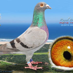 LOT 42: ZA 3909 BPFD 2025 (H) - ENTERED BY: IRENE TRUST - SEE PEDIGREE - BRED FROM SUPER OLR GENETICS !!!