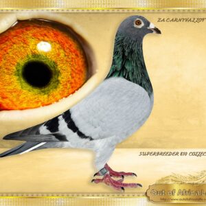 LOT 5: ZA CARNIVAL 0846/24 (H) - “ LINEBRED 8855 X 371 FULL SISTERS “ Super quality!!! She was pecked on the head as baby. Healed. Daughter to one of our top sons 810. ZA OOAFRICA 115/17 - OUR LATEST SUPER BREEDER. Ggrandsire to ZA BENZ 3408/23- 2 Year Old best Bird TPA 2025 for A Visser & Carstens. Sire to:ZA WPU/D 3134/22- Super racer- 1st Club, 1st Section, Smithfield O/B, 373km, vel 1109 Bred by OOA Lofts, raced by C Fernandez. Sire to ZA VPU 8458/22- Dam to ZA KAROO 20/25- 1st Club, Groblershoop Y/B, 445km, vel 1283 - Bred by P Mare Sire to ZA GRPF 7029/23 - Dam to ZA SPAR 36/24- 1st Club, 24th Combine, BLOEMHOF 3, Y/B, 278km, vel 1402 - SEE PEDIGREE !!!