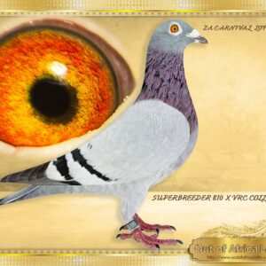 LOT 5: ZA CARNIVAL 0889/24 (H) - “ LINEBRED NR 1 4161 & 11076 “ - Super hen! WOW! *****HIGHLY RECOMMENDED!!!! Linebred to ZA CYRILS 4161/14 - Sire to ZA GPU 04887/16 -Dam to ZA KPF/S 102/24 - 4th Final Thailand Masters FCI Final- Bred by Steyn De Klerk. Granddam to 1st Ace & 12th CPL Bloem Final, 596km, 1380 vel 2021 Sire to: ZA GPU 11461/15 - 2nd Klapmuts One Loft Final 2016 - THE DAM: ZA VPU 8699/22 - Very good throat. Half sister on sire to: ZA GPU 04887/16 - Granddam to 1st Ace & 12th CPL Bloem Final, 596km, 1380 vel 2021 Half sister on sire to: ZA GPU 11461/15 - 2nd Klapmuts One Loft Final 3 Sisters 500km, 1409 2016 Half sister on sire to:ZA OERF 10463/16 - 2nd Carnival City Winter One Loft Final 2017! Her sire's full brother Sire to ZA VPU 9791/22- SAPIR ENTRANT 2023 - SEE PEDIGREE !!!!