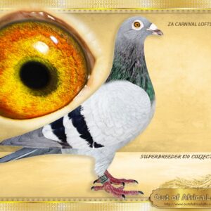 LOT 7: ZA CARNIVAL 2139/24 (H) - CLASS PIGEON!! - THE SIRE: ZA OOA 562/19 -Sire to ZA VPU 8364/21- Dam to Sire to ZA NKDLS 6663/22 - 1st Club, Cookhouse Y/B, 452km, vel 992- Bred and raced by Germishuys Hokke. Sire to ZA VPU 4563/21- 33rd Sapir Final 2022, vel 1213, 575km. Full brother to ZA CYRILS 4541/14- Sire to ZA PWFD 10847/18 " SMOOTH SAILING "- 1st Dinokeng One Loft Final Race Gariep Dam, 623km, vel 1485 2019 season.- 1st Ace Pigeon 2019 - All Hot Spots and Final Race- 1st Ace Pigeon Grand Averages including all tosses,races & Final 2019 season. Bred and entered by Daniel Troskie. Her dam ZA VPU 8651/22 is Full sister to ZA VPU 3351/22- Dam to ZA OERF 8580/23 - 5 th Final Dinokeng Springfontein, 585km, vel 1156 -2024 Also dam to ZA OERF 8580/23- 6 th Final Dinokeng Springfontein, 585km, vel 1156 - 2024 Full sister to ZA VPU 3354/22 - Sire to current 1st Ace Club for P Mare. Linebred to * ZA GPU 15026/11- " CHEEKY" - Sire and g/grandsire to 11 DIFFERENT One Loft winners. Ggsire to ZA OOA 139/18 - SUPER BREEDER. Dam to ZA OERF 4745/22 - "GOLD GIRL " SANPO GOLD MEDAL WINNER LONG DISTANCE FCI 2024 - SEE PEDIGREE !!!