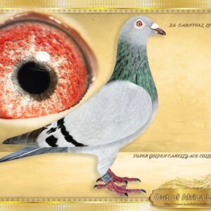 LOT 6: ZA CARNIVAL 2165/24 (H) - “ SUPER GOLDEN CARELLY “ VERY HIGHLY RECOMMENDED!! We have already added her to our breeding hens!!! I believe this hen will breed many winners. WOW What a beauty!! Silky soft feathering. Mega super wing! Superbly pigmented “GOLDEN CARELLY” breeding eye. 1/2 Sister on sire side to ZA VPU 6721/24- Union Winner 2025 4th Club, 8th GPU, Winburg 1, Y/B, 262km, vel 1371 1st Club, 1st Div, 1st GPUNION, Victoria West O/B, GPU, 654km, vel 1149- Raced by NINJA LOFTS 2- Bred by OOA Lofts. - Linebred to ZA VPU 1333/18 " LATEST SUPERBREEDER CARELLY SON" - His daughter ZA VPU 10379/21- Superbreeder for P Mare. - SEE PEDIGREE !!!