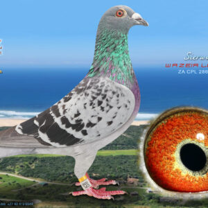 LOT 44: ZA 286 CPL 2024 (H) - ENTERED BY: WAZEIR LOFTS - THE SIRE: Grandson of "Shiba" the mother of- • 1st Ace Bird Young Series Club. - THE DAM: Blue • 1e Club, 2e Union, 3e WCPTA Laingsburg. • 2e Club, 9e Union, 41e WCPTA Kimberley. Mother to: • 1e Union, 4e FBHU Board. • 10e WCPTA Victoria-West. • 51e WCPTA Leeu-Gamka. • 55e WCPTA Laingsburg. - SEE PEDIGREE !!!