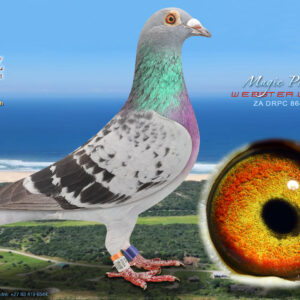LOT 48: ZA 864 DRPC 2024 (H) - ENTERED BY: WEBSTER LOFTS - 28TH ACE PIGEON - WEBSTER Entered into DIAZ1 OLR 2025 73rd Race 6, 525km 30th Endurance race 2, 435km 26th Ultra Endurance race 1, 545km 26th Ultra Endurance race 2, 435km Half sibling to: “Fantasy”, Entered into Diaz1 OLR 2022, 7 th Ace pigeon Benzing velocity 2 nd Expensive money ring competition 4 th Final race 635km, 1068 velocity (26 day birds) just under 10hrs on the wing and 2mins behind race winner “Impi” 37th Final Race 601km AfrikaPro International OLR 2022 - SEE PEDIGREE !!!