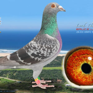 LOT 46: ZA 528 DRPC 2025 (C) - ENTERED BY: BRUCE LORD