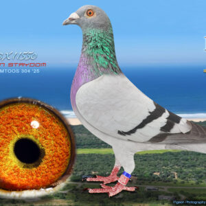 LOT 32: ZA 25 GAMTOOS 304 - ENTERED BY: RIAAN STRYDOM - THE SIRE: BRED FROM THE VERY BEST OLR GENETICS - THE SIRE: BRED FROM THE VERY BEST OLR GENETICS - THE DAM: 2ND FINAL DIAZ BABY SERIES 2023 - SEE PEDIGREE !!!