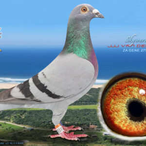 LOT 43: ZA 275 GENE 2024 (C) - ENTERED BY: JJJ VAN DER LINDE - 14TH RACE 3 - 3RD RACE 4 - 3RD ACE PIGEON - SEE PEDIGREE -BROTHER/SISTER 24TH BLUE JACKET AFRIKAPRO - BROTHER / SISTER 219 GENE 24 JJJ'S RYTHM - BRED FROM THE VERY BEST OLR GENETICS - THIS IS SUPER !!!!