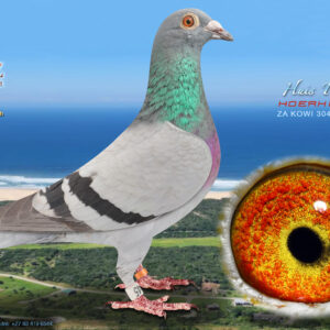 LOT 36: ZA 3045 KOWI 2024 (H) - ENTERED BY: KOERHUIS - 9TH RACE 5