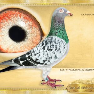 LOT 1: ZA KRPS 2480/24 (C) - **** SEE PAYMENT OPTIONS **** “ MY PICK MR BODY “ - Half brother to ZA VPU 9892/23- Dam to NAS NAM 7313/24 - 1st Ace Pigeon 2nd Leg Long Distance Namibian National Lofts 2025- Bred by R Hays HIGHLY RECOMENDED. Kept for our own stock.! This is a SUPER HANDLER! We liked him so much that we bred 2 rounds of racers from him ourselves. Good throat. Perfect balance. Great muscle quality. Strong inner bishop circle, nice open eye, easy to mate up. THE SIRE: ZA KRPS 634/23- His sire ZA NOVPF 0171/22 - "CHABAL" - Sire to 3rd Final Carnival 2024 - Bred by Spartan Lofts. His nestmate brother bred 1st SAIPR Hot Spot 2 Winner 2024 - THE DAM: NL 8553119/22- Dam to ZA VPU 9892/23- Dam to NAS NAM 7313/24 - 1st Ace Pigeon 2nd Leg Long Distance Namibian National Lofts 2025- Bred by R Hays. - SEE PEDIGREE !!!