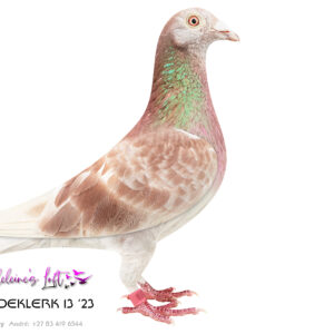 LOT 1: 13 ZA MDEKLERK 2023 (H) - A beautiful Red Hen from some of the best Kittel and Turbo Tom lines available in South Africa. She is ready to breed and ready to improve and uplift the quality of any loft or be to be used in a OLR breeding program. Both parents 15777 and 6789 were bred by the late Legend John du Preez of du Preez & Deetlefs. - SIRE - 15777 was bred from super genes. Genes responsible for super birds that dominate unions and OLR lofts like Afrikapro and many more. - DAM - 6789 ISABELLA was bred from the best Turbo Toms in SA. The proof is in ISABELLA herself. She was 2nd best Short Distance Bird Overall EPPU beaten by only a few points by one of her loft mates after being retired early to the stock loft. - Study the pedigree that is scattered with many superstar breeders and some of the most sought-after birds globally today....DON'T MISS OUT!!!