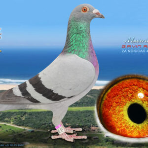 LOT 49: ZA 433 NOK/CAS 2024 (H) - ENTERED BY:GAVIN ROUS - 13TH ACE PIGEON - BRED FROM THE VERY BEST OF WEBSTER - ROUS GENETICS - SEE PEDIGREE !!!