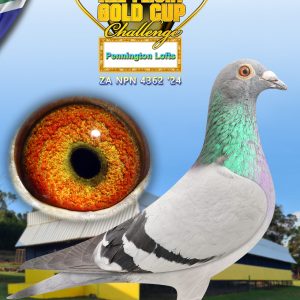 LOT 13: ZA 24 NPN 4362 - ENTERED BY: PENNINGTON LOFTS - THE SIRE: "SON OF MIX BOY" - BRED FROM THE VERY BEST OLR GENETICS - THE DAM: BRED FROM THE VERY BEST SOETDORING GENETICS - SEE PEDIGREE !!!