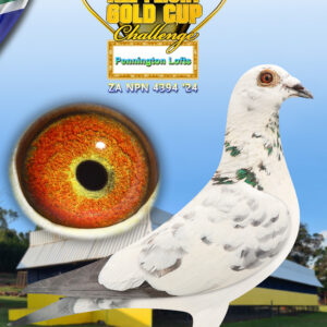 LOT 14: ZA 24 NPN 4394 - ENTERED BY: PENNINGTONN LOFTS - SEE PEDIGREE - BRED FROM SUPER OLR GENETICS - IN THIS PEDIGREE YOU WILL FIND NAMES LIKE "LUKE DONALD" "AMERIOS" AND MANY MORE !!!