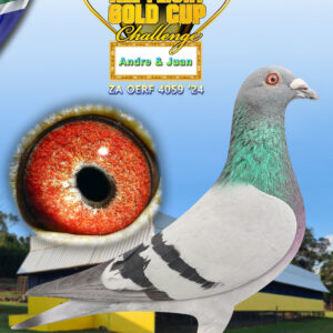 LOT 6: ZA 24 OERF 4059 - ENTERED BY: ANDRE & JAUN - THE SIRE: This is another special son from "Carcinoma".He is already sire to five different winners.Sire to Organization winner from Trompsburg 2022.Sire - THE Dam: Federation 2nd Ace silver medal short/dist 2017.Federation overall Ace and Gold medal winner 2017. She was awarded Gold for best hen in the OERF 2017. - SEE PEDIGREE !!!