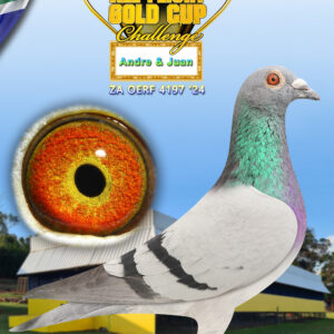 LOT 9: ZA 24 OERF 4197 - ENTERED BY: ANDRE & JUAN - THE SIRE: He was bred from half brother/sister with "Pretty Woman" as the common denominator. His nest sister already dam to 560 km winner on 1145 mpm in her first nest. He sired 10th Ace bird SAIPR One Loft 2024.The harder the race the better they get. - THE DAM: The breeding behind this hen is unique and she is a One Loft gene pool with top performances in her ancestry.This makes her a candidate of becomming a top breeder in the near future. - SEE PEDIGREE !!!