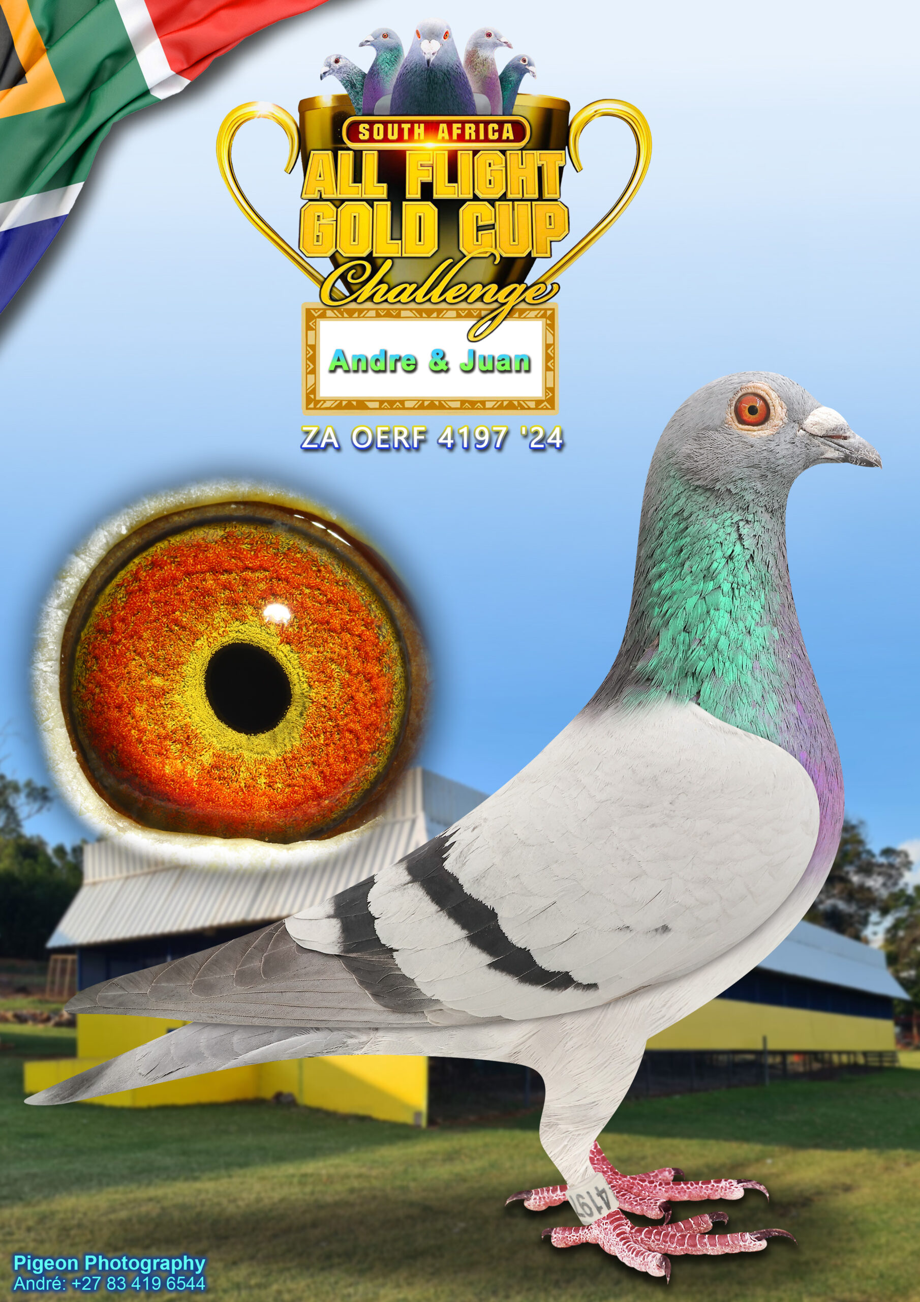 LOT 4: ZA 24 OERF 4197 – ENTERED BY: ANDRE & JUAN – THE SIRE: He was bred from half brother/sister with “Pretty Woman” as the common denominator. His nest sister already dam to 560 km winner on 1145 mpm in her first nest. He sired 10th Ace bird SAIPR One Loft 2024.The harder the race the better they get. – THE DAM: The breeding behind this hen is unique and she is a One Loft gene pool with top performances in her ancestry.This makes her a candidate of becomming a top breeder in the near future. – SEE PEDIGREE !!!