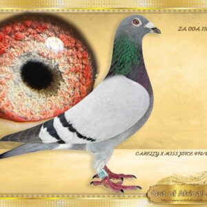 LOT 9: ZA OOA 110/19 (C) - “ 110 SON 404 “ WOW! What a SUPER COCK! Going to waste. Bred 6 babies for stock. THE SIRE: BELG 3021938/15 – “ GGSON ILL RAGNO” Top class breeder for us from 1st nest. Linebred to the parents of our NR 1 COCK GOLDEN CARELLY " 754 X MISS JOICE" - THE DAM: BELG 4049404/10, Purchased on PIPA for E10 000. The last daughter ever bred from the BAK 17 COUPLE!! Her progeny are top breeders. - SEE PEDIGREE !!!